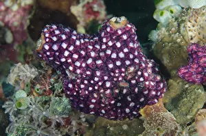 Tunicate: Sea Squirt covered with tunicates - Muka Linggua