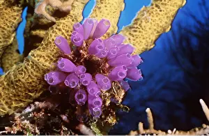 Sponge: SEA SQUIRT - ON SPONGE