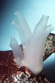 Squirts: SEA SQUIRTS