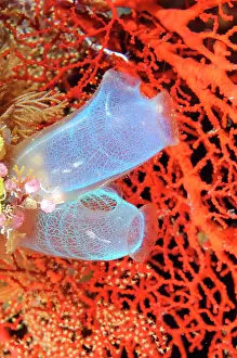 Squirts: Sea squirts (Rhopalaea), Pacific, Bali, Lembeh Strait
