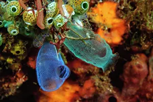 Squirts: Sea squirts (Rhopalaea), Pacific, Bali, Lembeh Strait