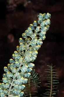 Ampat: Sea Squirts - Zen Garden West dive site, Penemu