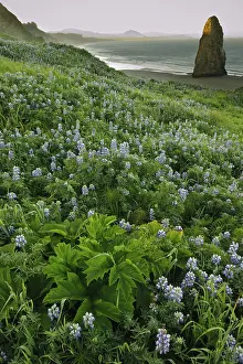 Seastack: Sea Stack & Lupines on Oregon Shore