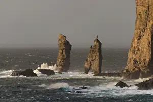 Stacks: Sea stacks Risin og Kellingin in the evening light