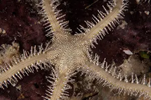 Mabul: Sea Star
