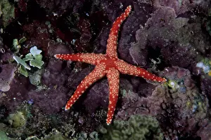 Witu: Sea star, Fromia nodosa, Witu island, West New Britain, Papu