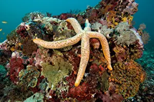 Echinoderms: Sea star, Linckia laevigata, Monad shoal Reef, Malapascua Is