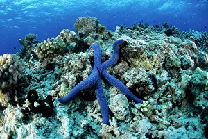 Witu: Sea star Linckia laevigata, Witu island, West New Britain, P