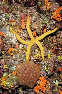 Novaeguineae: A sea star and a Pincushion sea star (Culcita novaeguineae)