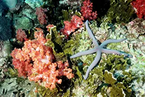 Dendronephthya: Sea star and pink soft coral (Dendronephthya sp.)