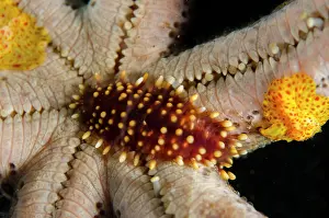 Worm: Sea Star Scale Worm