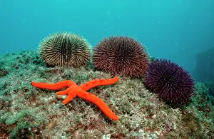 Urchins: Sea Star and Sea Urchings, Atlantic / (Sphaerechninus