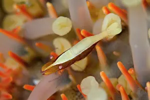 Thorns: Sea Star Shrimp on underside of Crown-of-thorns