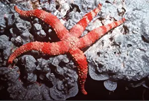 Echinoderms: SEA STAR / Starfish