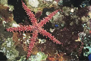 Echinoderms: SEA STAR / Starfish