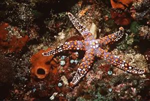 Valerie & Ron Taylor: SEA STAR / Starfish