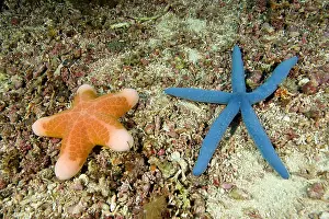 Echinoderms: Sea stars, Choriaster granulatus and Linckia laevigata, Mona