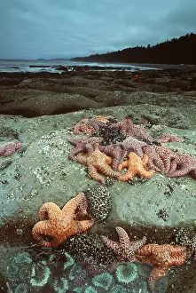 Pools: SEA STARS / Starfish