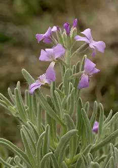 Sinuata: Sea stock, on sand dunes