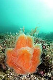 Colonial: Sea strawberry (Aplidium elegans)