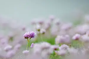 Armeria: Sea Thrift