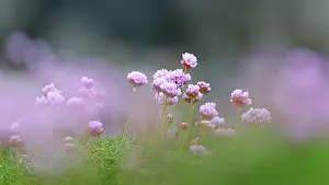 Armeria: Sea Thrift