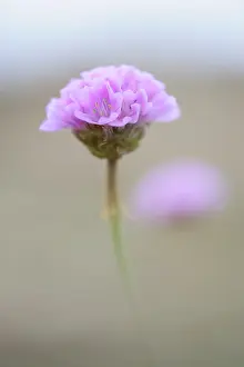 Maritima: Sea Thrift