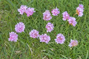 Armeria: Sea Thrift