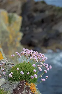 Armeria: Sea Thrift - growing on cliffs edge along coastline