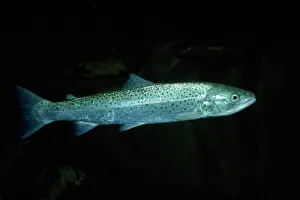 Salmo: SEA TROUT