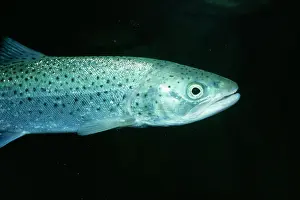 Salmo: SEA TROUT