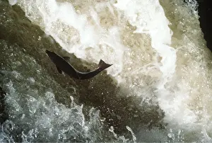 Trout: SEA TROUT JUMPING FALLS