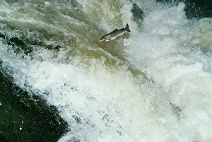 Salmo: Sea Trout - a type of Brown Trout, jumping falls