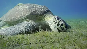 Turtle: Sea turtle grazing on the seaseabed, slow motion