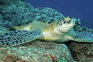 Mydas: Sea turtle Green turtle (Chelonia mydas) Green t