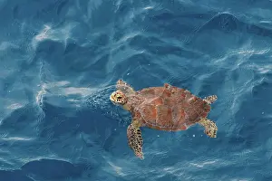 Gulf: Sea turtle at the gulf of mexico