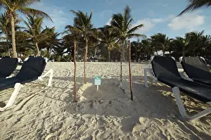 Yucatan: Sea turtle nest