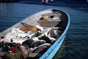 Poaching: Sea Turtle Poaching