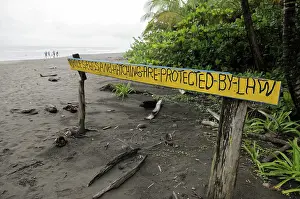 Rican: Sea turtle preservation