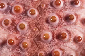 Echinus: Sea Urchin