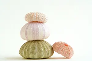 Echinoderms: Sea Urchin