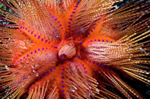 Stinging: Sea Urchin