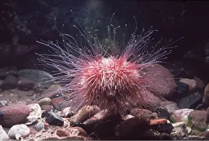 Urchins: SEA URCHIN