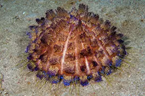 Fire: Sea urchin (Asthenosoma varium) Fire sea urchin