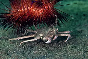Operation: Sea Urchin Crab - with Urchin (Astropyga radi)