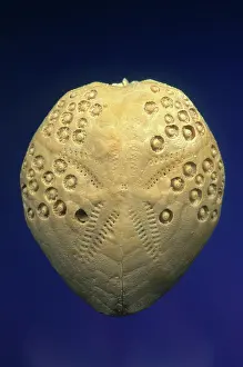 Tertiary: Sea Urchin Fossil