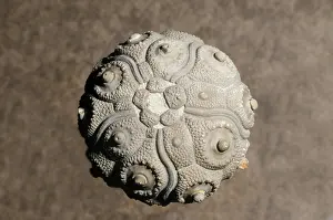 Primitive: Sea Urchin fossil