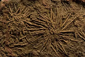 Urchins: Sea Urchin Fossils (Pennsylvannian)