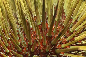 Echinoidea: Sea urchin (Paracentrotus lividus), Tenerife, Canary