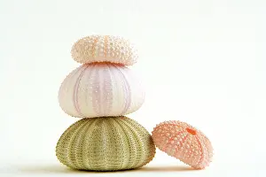 Urchins: Sea Urchin - shells in a pile